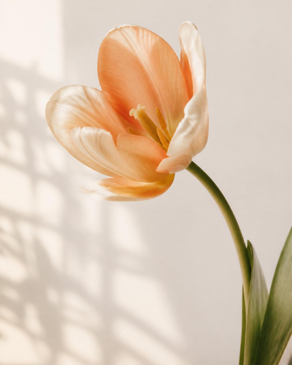 Menopause & perimenopause